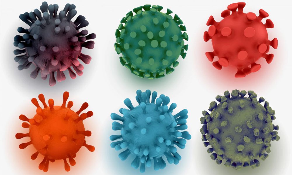 HCV Testi