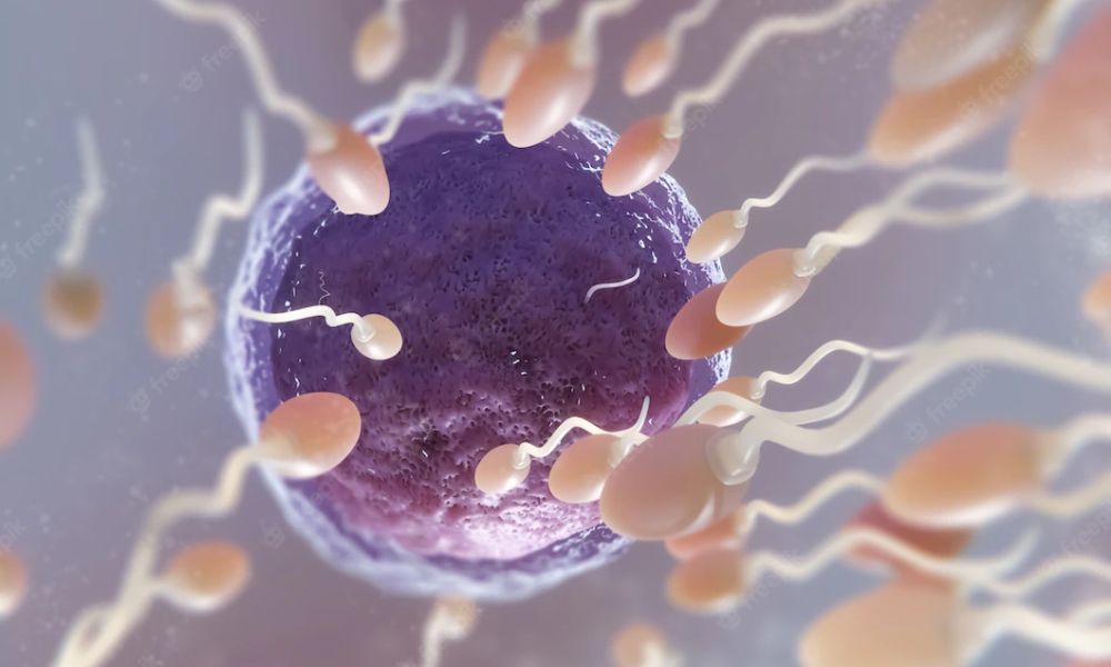 Spermiyogram Testi Nedir?